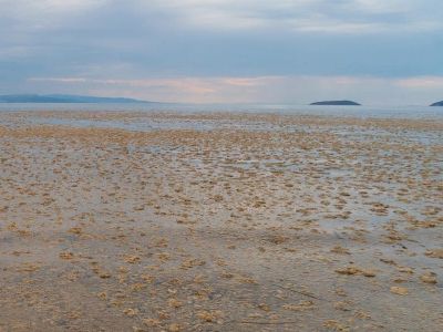 marmara sea snot